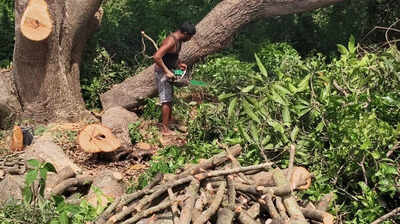 Krishnagiri farmer forced to chop down over 100-year-old mango trees to repay loans