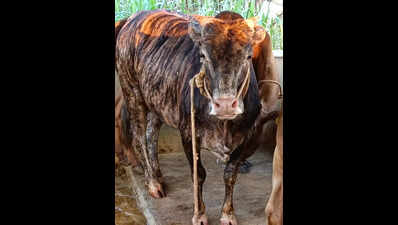 Bus driver turned dairy farmer breeds hope for Malnad Gidda