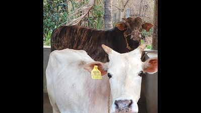 Bus driver turned dairy farmer breeds hope for Malnad Gidda