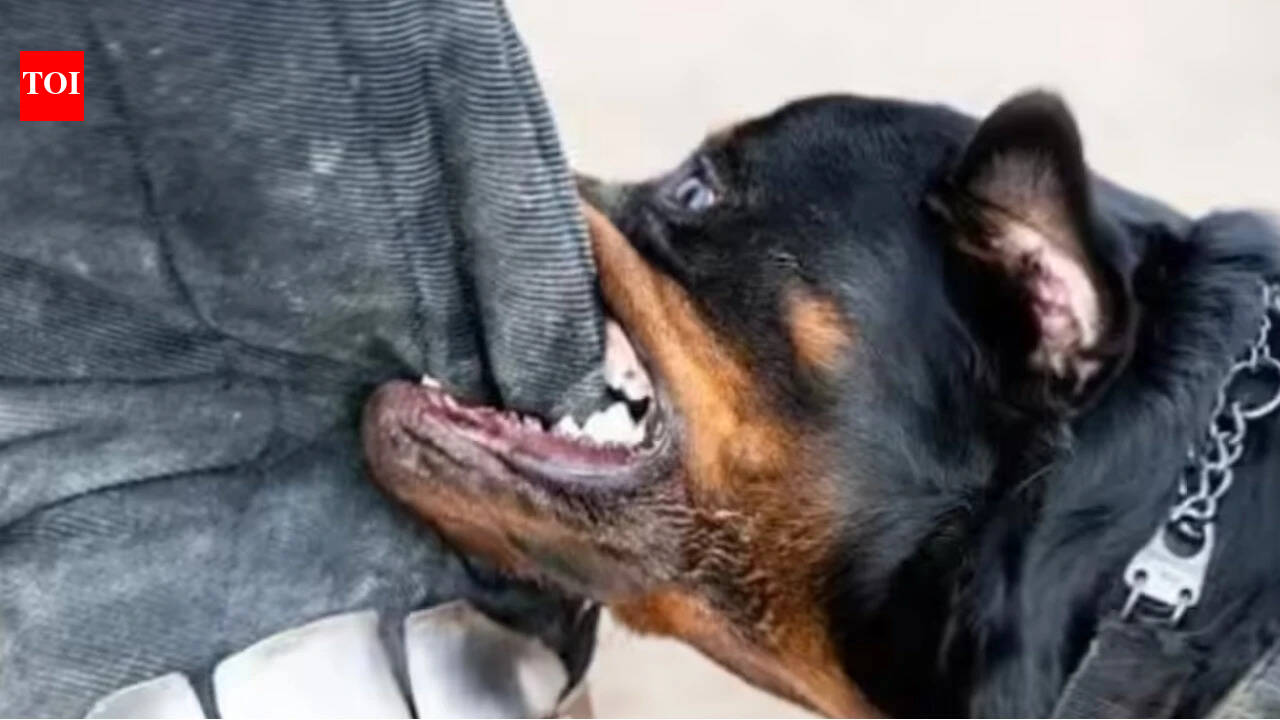 Rottweiler attack leaves Mumbai writer hospitalised, owner and handler booked