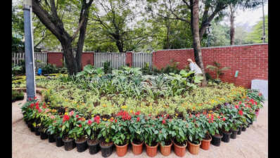 DDA Launches Massive Plantation Drive Across City