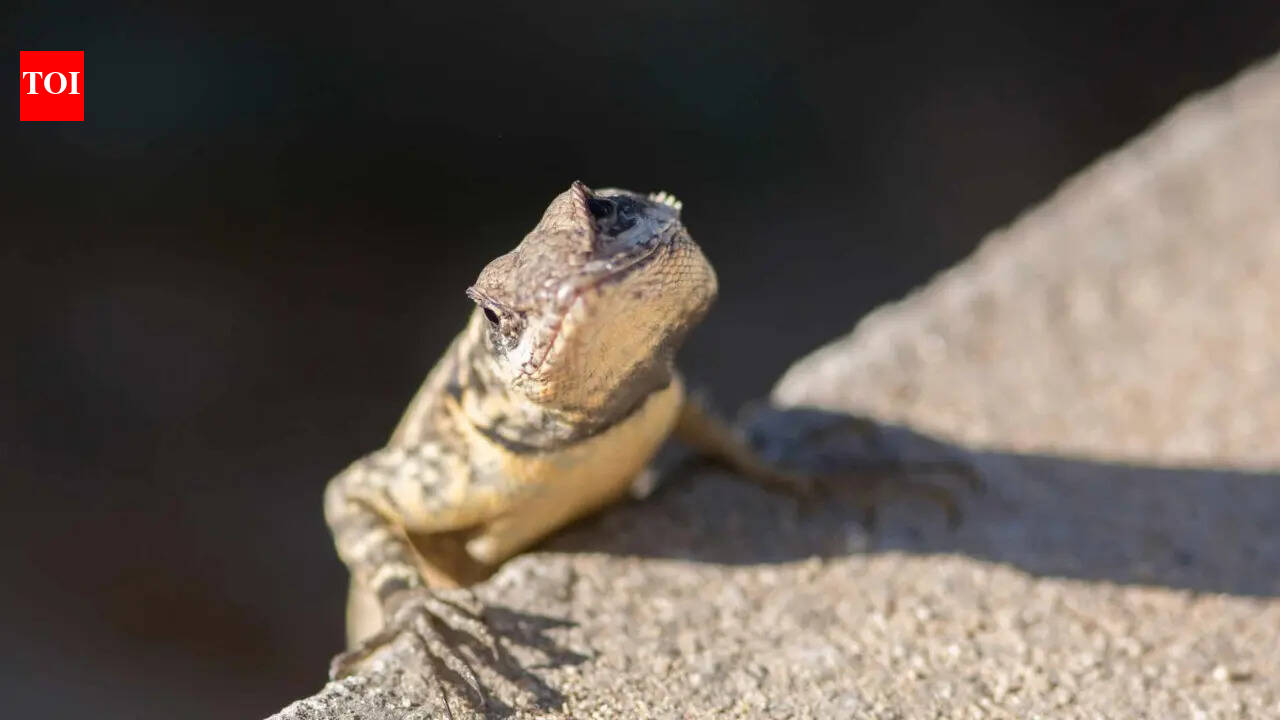 Why lizards do push-ups, and what they’re actually communicating