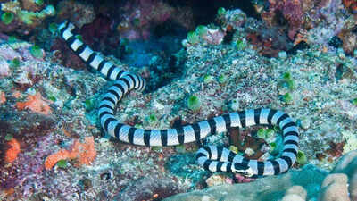  Some of the most venomous sea snakes