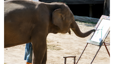 The elephant who painted colourful artworks and raised more than $200,000 for wildlife conservation