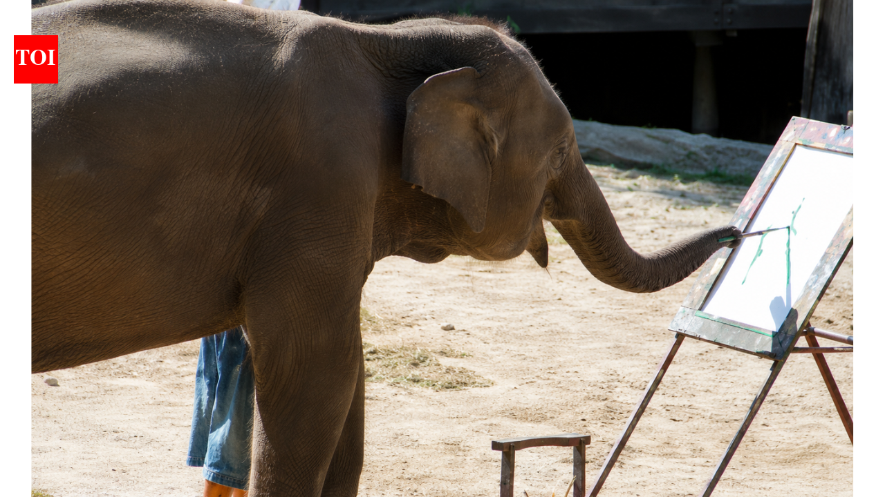 Meet Ruby the painter: The elephant who painted colourful artworks and raised more than $200,000 for wildlife conservation