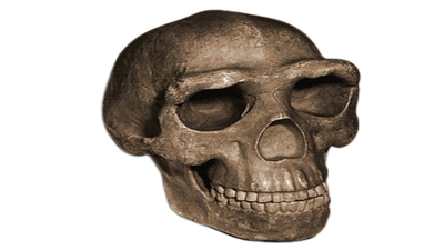 In 1929, a Zhoukoudian cave dig revealed a skullcap, and Peking Man transformed human origins research