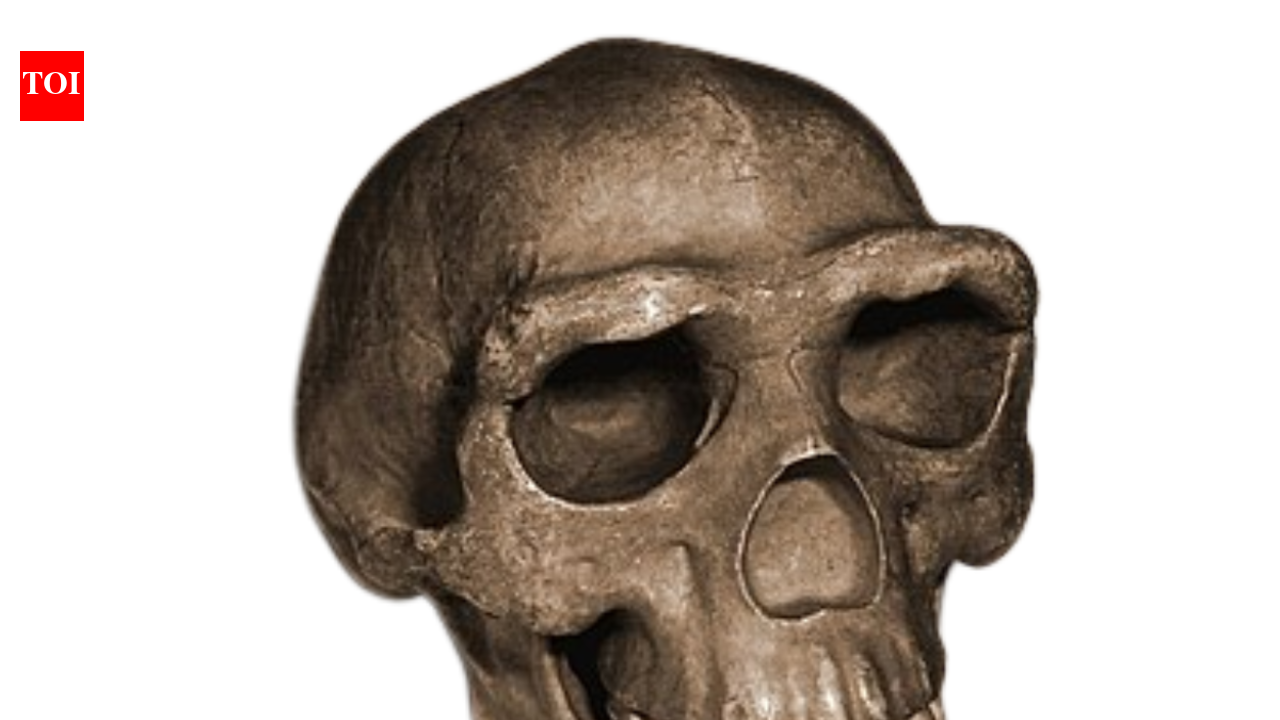 In 1929, a Zhoukoudian cave dig revealed a skullcap, and Peking Man transformed human origins research