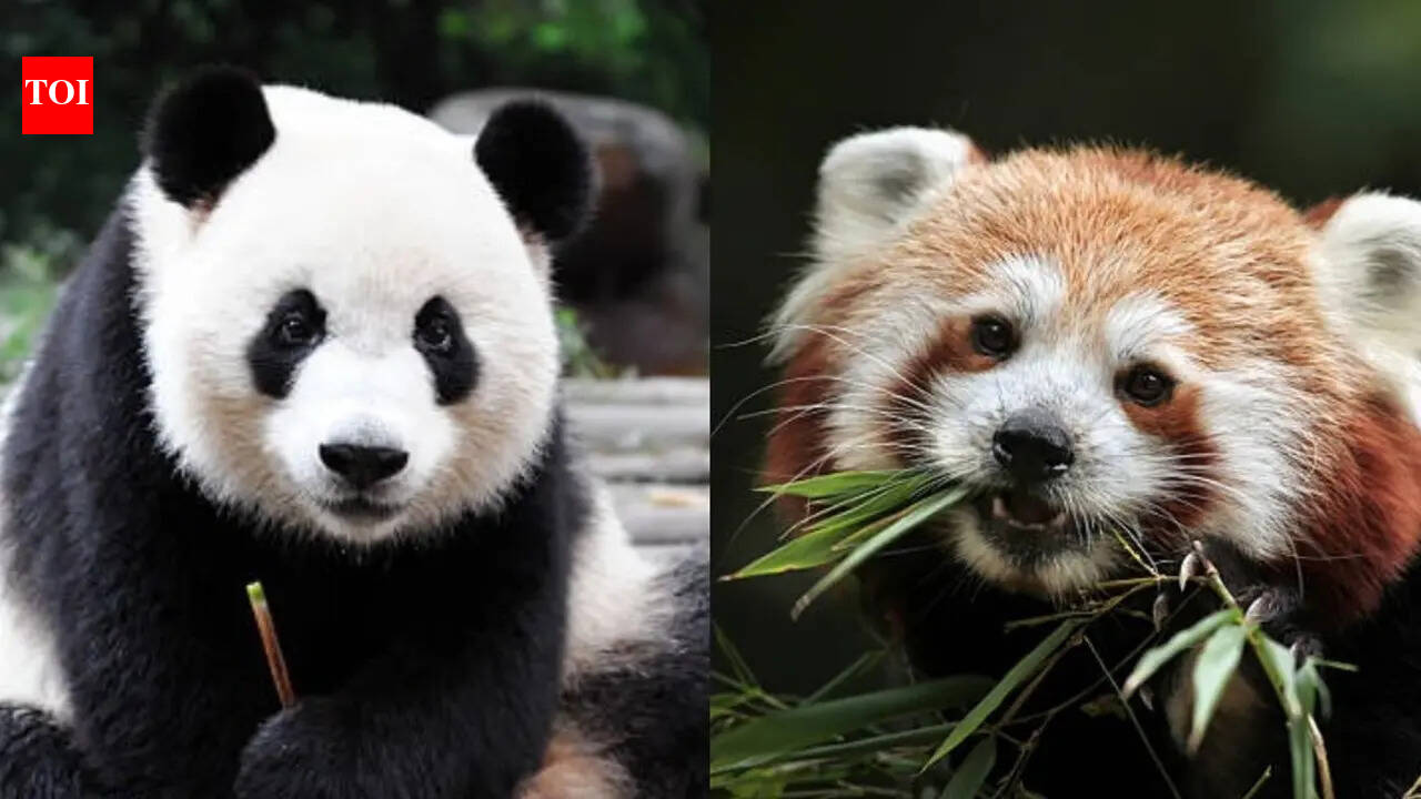 Giant Pandas: Giant Pandas vs Red Pandas: 7 reasons why these adorable ...