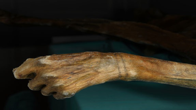 In 1991, hikers found a frozen body in the Alps: Decades later, scientists confirmed it belonged to a man murdered 5,300 years ago