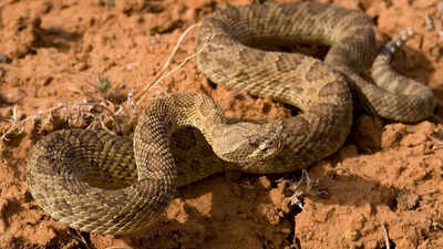 8 snake-filled waters in South Dakota that are known for frequent snake sightings