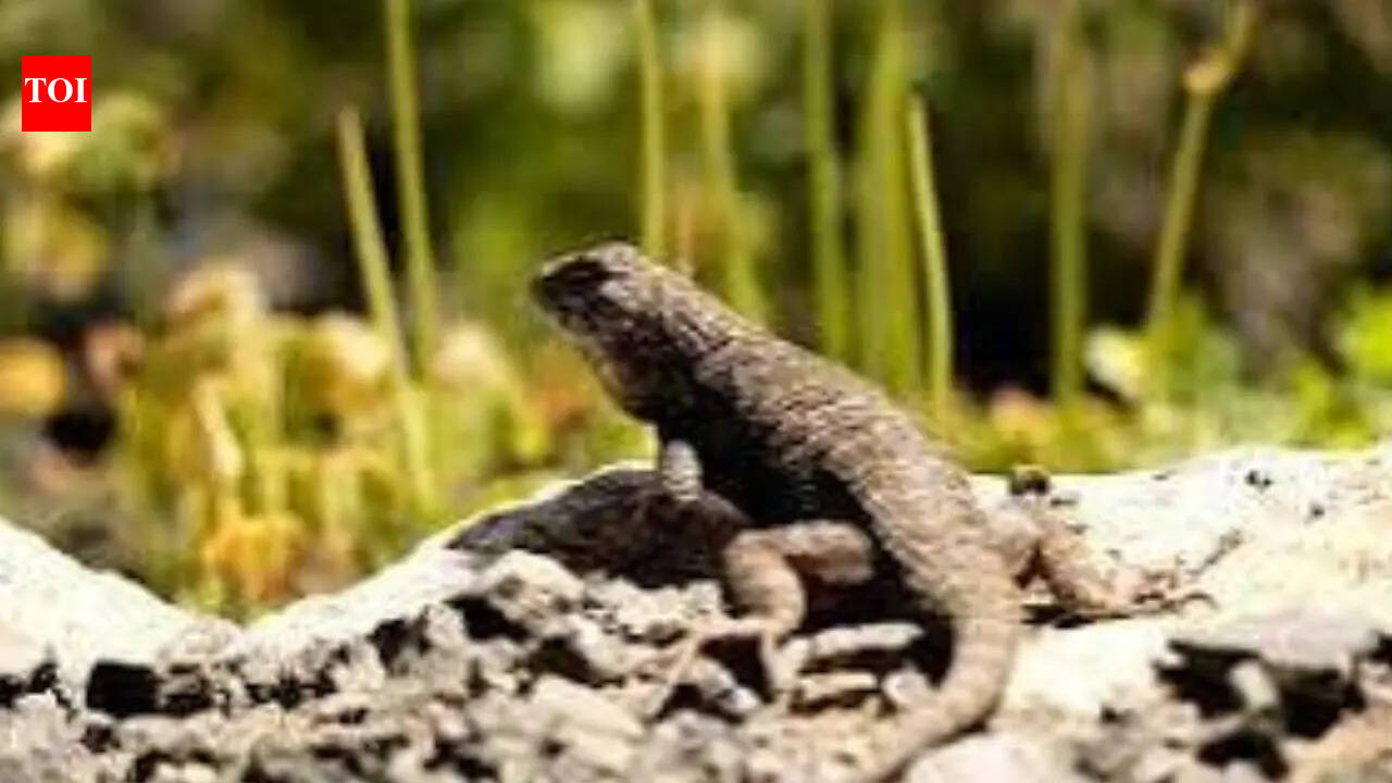 The bizarre defence mechanisms lizards use to stay alive