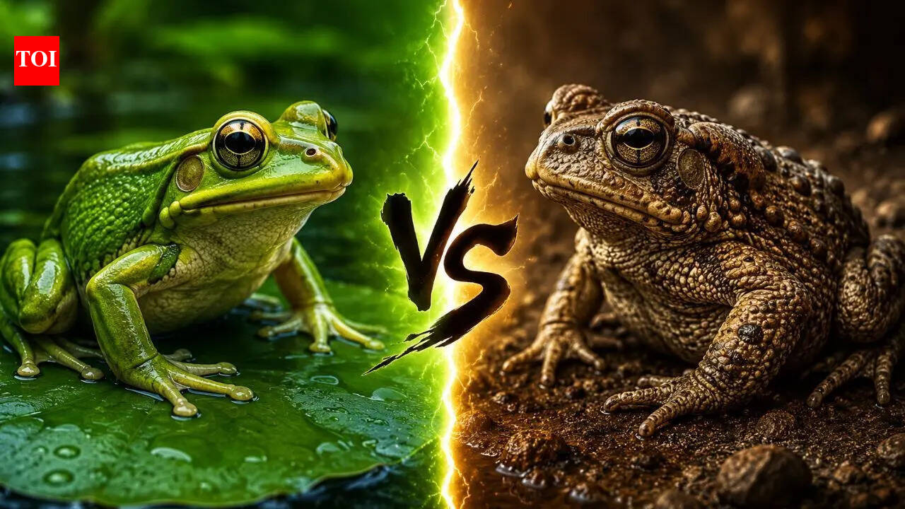 Frog vs Toad: Comparing appearance, behaviour, habitat and life cycle