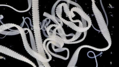 A rare, dangerous parasite is spreading fast across North America in both humans and animals