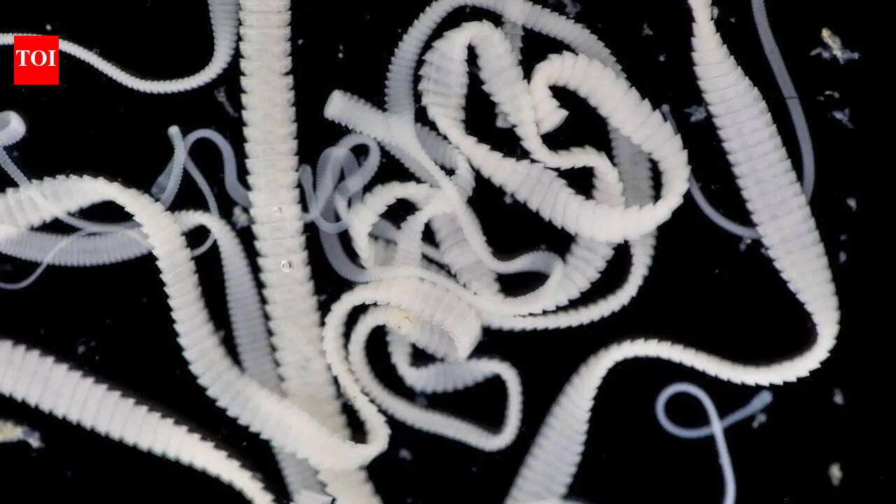 A rare, dangerous parasite is spreading fast across North America in both humans and animals