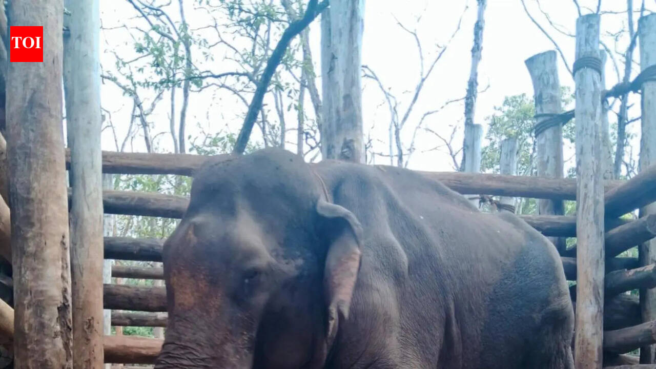 Fresh row at Sakrebailu camp over tusker Vikranth’s worsening wound