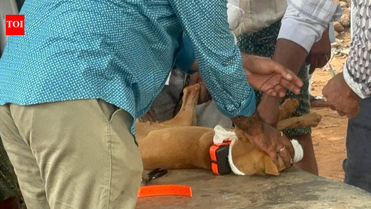 No trace of missing girl- cops fitted GPS tracker on girl’s pet dog but no clue