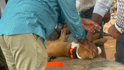 No trace of missing girl- cops fitted GPS tracker on girl’s pet dog but no clue