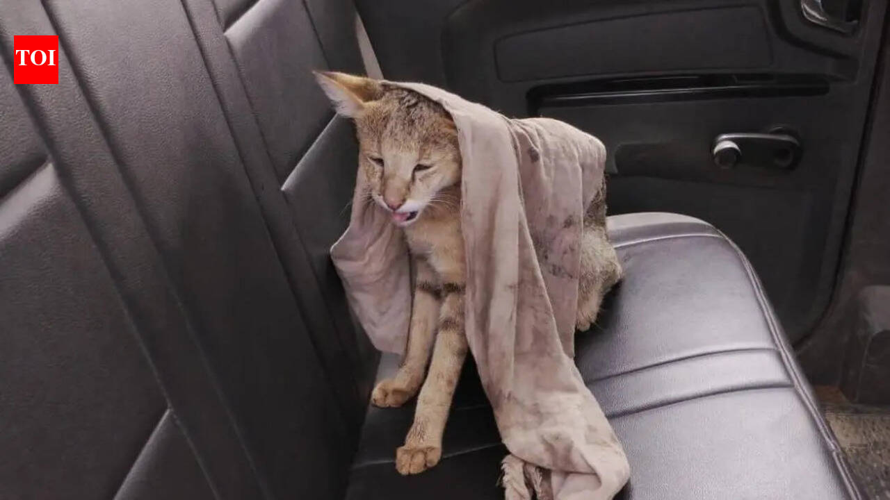 Wild cat, peacock rescued from distress by the Kolhapur forest department