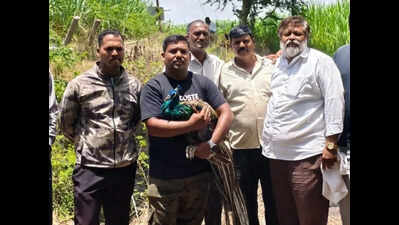Wild cat, peacock rescued from distress by the Kolhapur forest department
