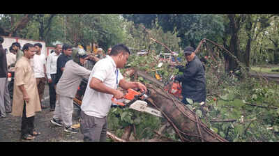 Over dozen trees collapse in Doon due to evening rains, traffic crawl