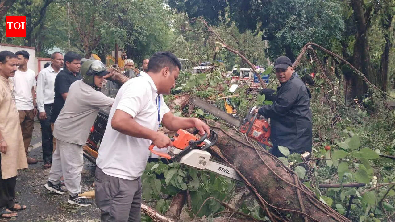 Over dozen trees collapse in Doon due to evening rains, traffic crawl