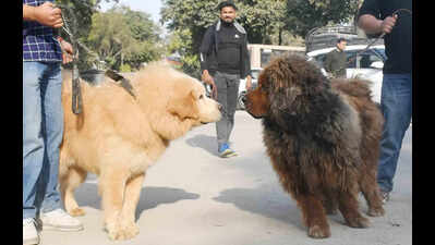 Pet dog registrations rise sharply in Doon after enforcement