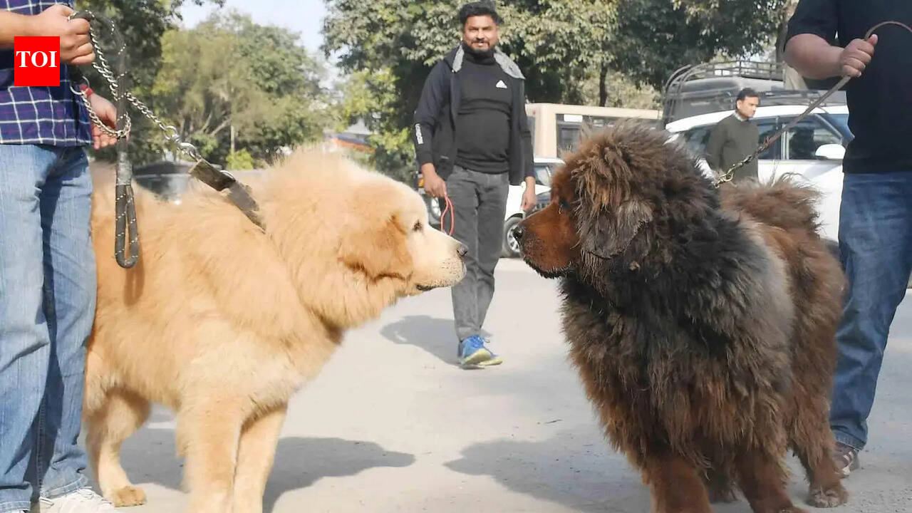 Pet dog registrations rise sharply in Doon after enforcement