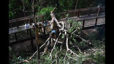 Tree falls on Mumbai’s nature trail walkway