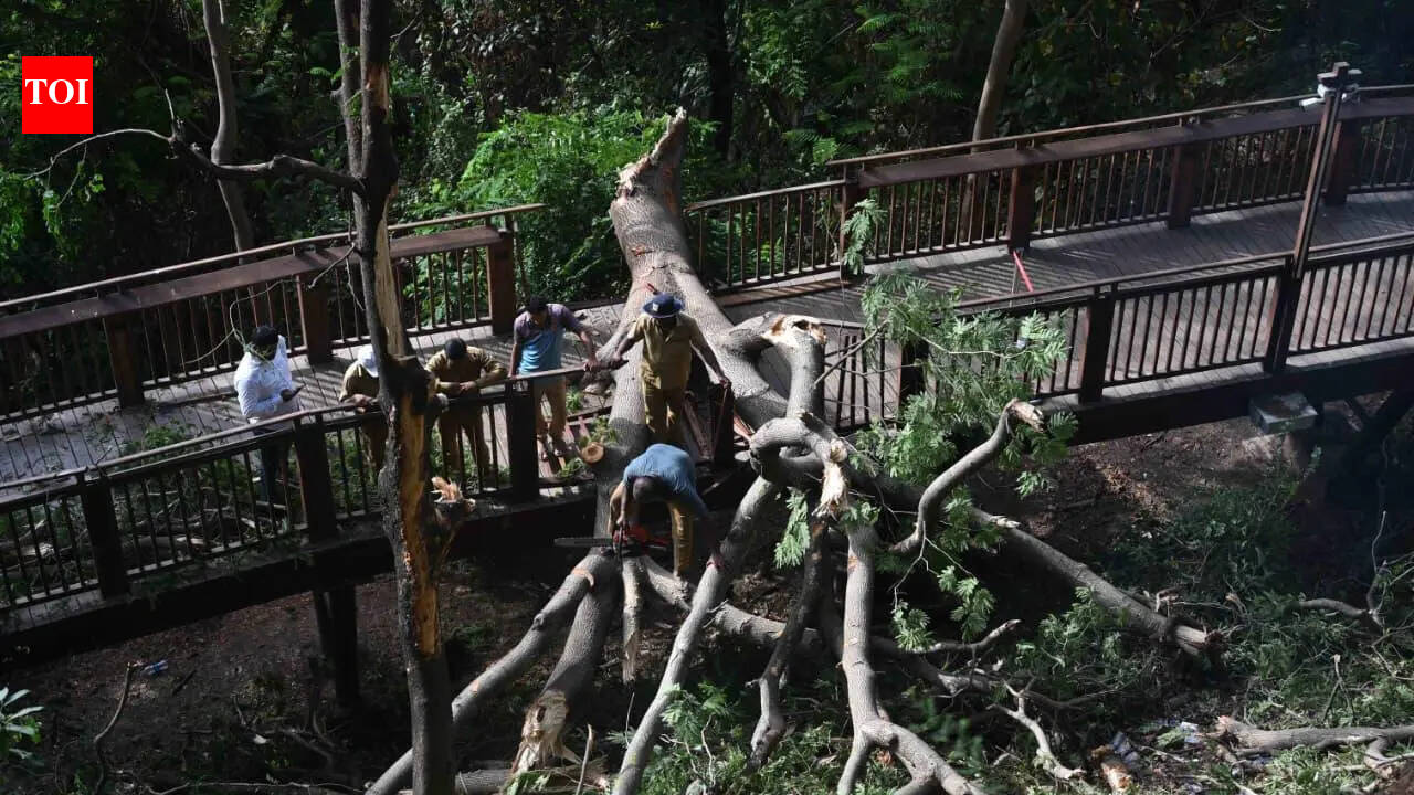 Tree falls on Mumbai’s nature trail walkway