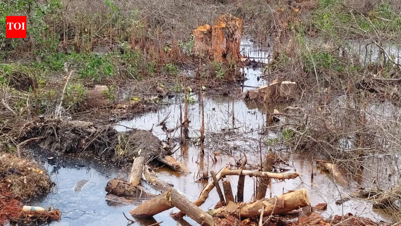 GCZMA inspects mangrove destruction along Moira river