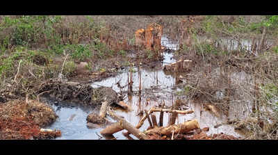 GCZMA inspects mangrove destruction along Moira river