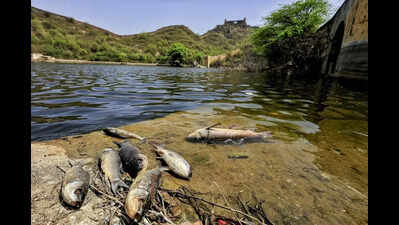 Pollution Control Board notice to Mandi DIC over death of fish in Ratti Khad