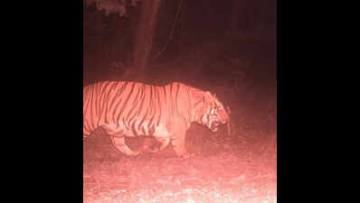 Bengal’s Buxa to get 2 resident tigers, may be brought from Bihar or Assam