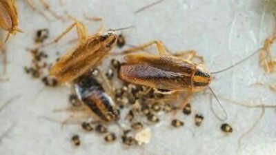 Seeing these strange signs at home? These may be signs of a cockroach infestation
