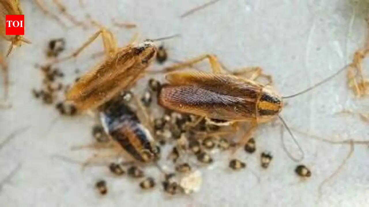 Seeing these strange signs at home? These may be signs of a cockroach infestation