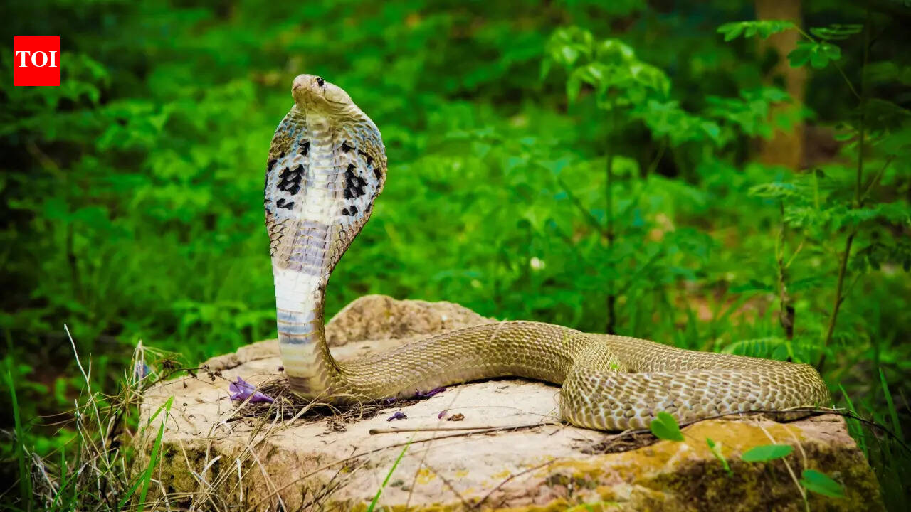 5 snake species in India that are every wildlife photographer's dream