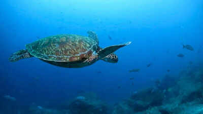 'Spy turtles and spy fish': China alleges foreign agencies using marine animals for espionage