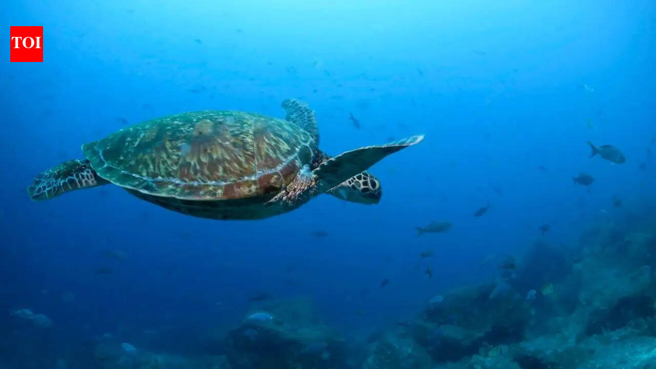 'Spy turtles and spy fish': China alleges foreign agencies using marine animals for espionage