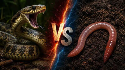  Key differences in habitat, diet and body structure