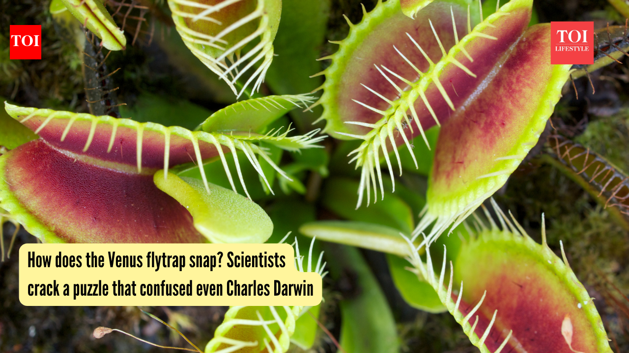 How does the Venus flytrap snap? Scientists crack a puzzle that confused even Charles Darwin