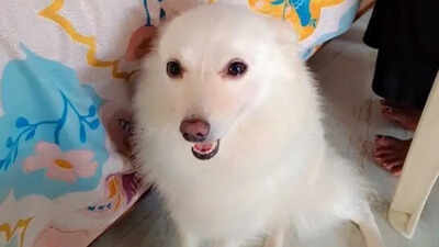  Pet Pomeranian dies while trying to stop thieves in Satna