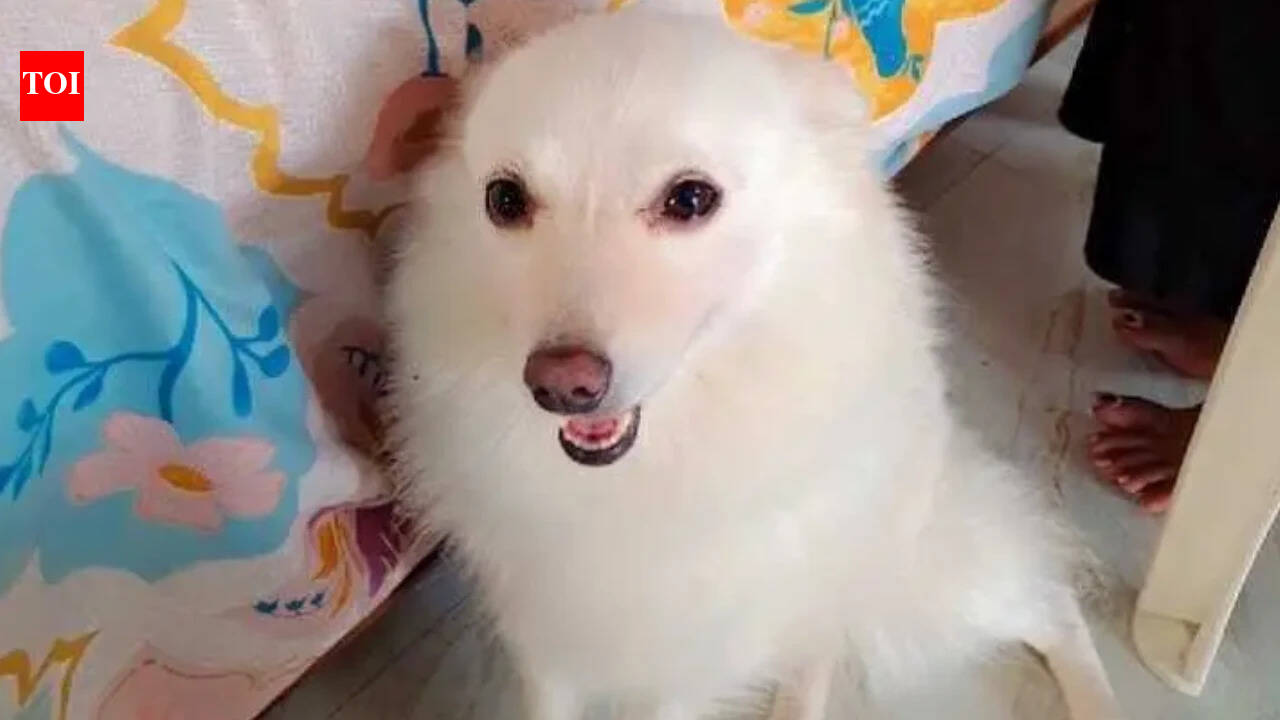 'She gave her life for us': Pet Pomeranian dies while trying to stop thieves in Satna