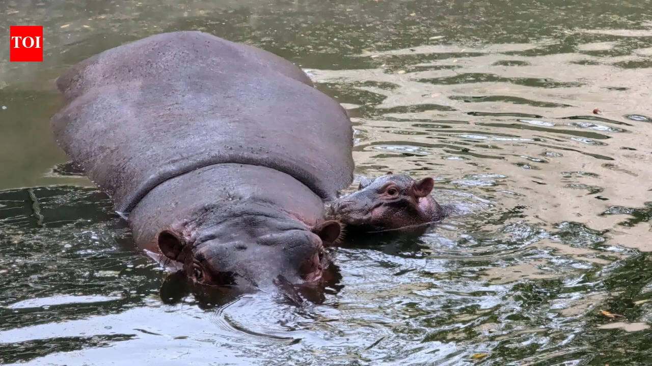 Cheetahs, zebra foal, hippo calf mark busy season at Bannerughatta Zoo in Bengaluru