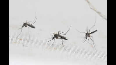 62-year-old dies of dengue in Palakkad