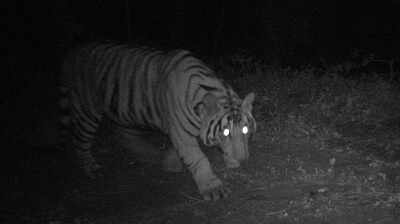 Forest dept steps up efforts to rescue injured tiger with a wire snare in Muthodi