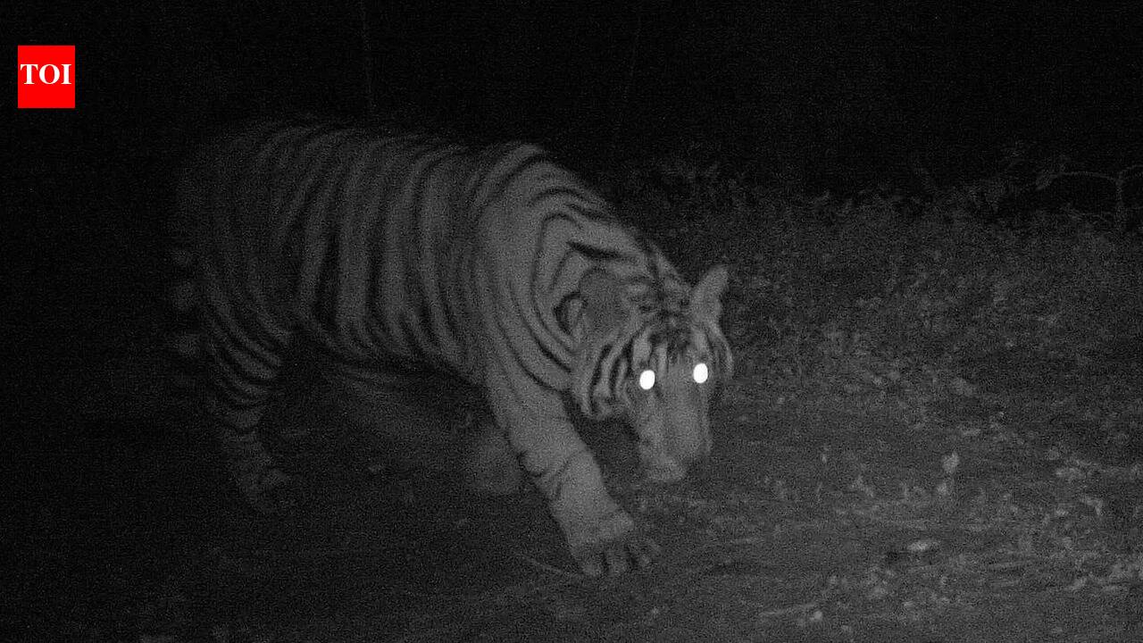 Forest dept steps up efforts to rescue injured tiger with a wire snare in Muthodi