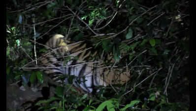 Forest dept steps up efforts to rescue injured tiger with a wire snare in Muthodi