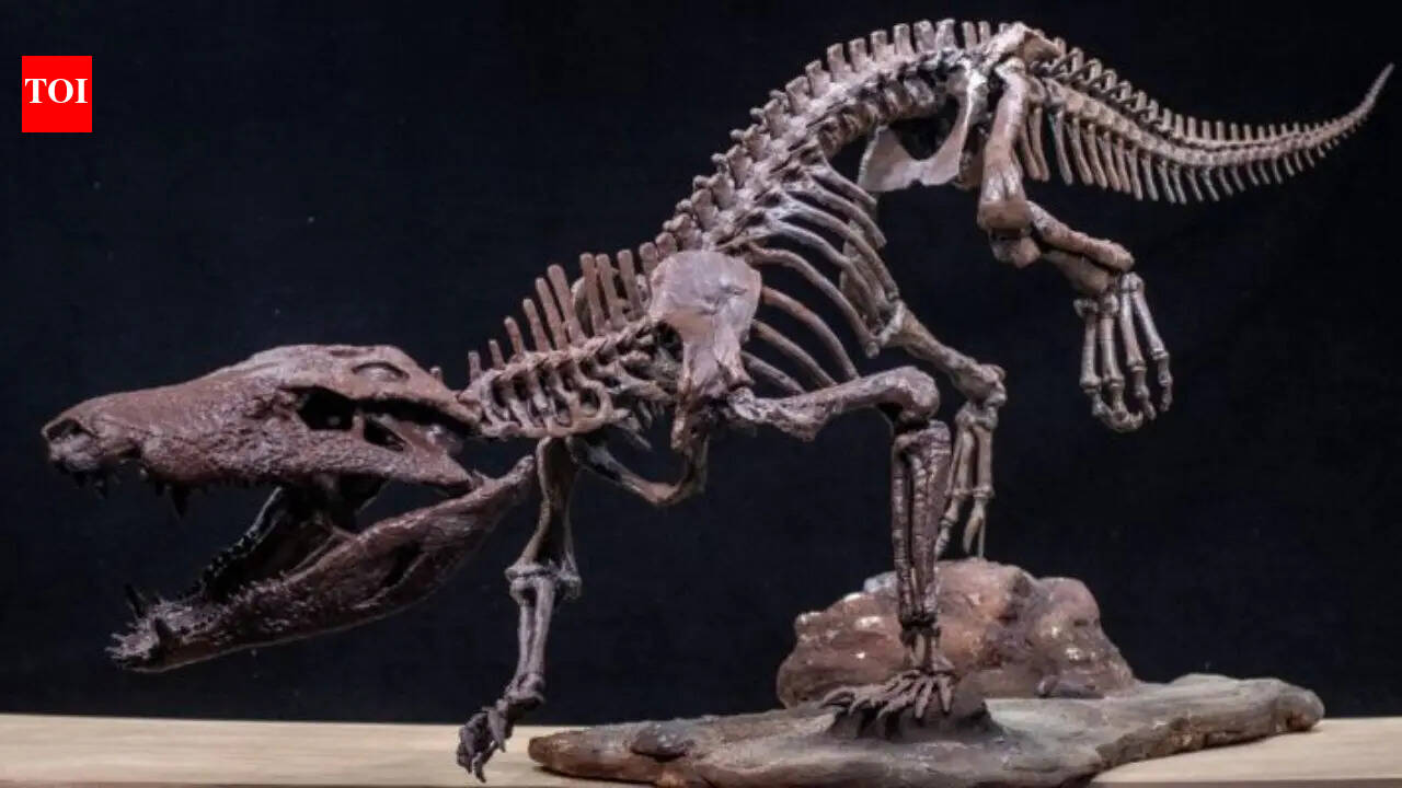 70-million-year-old crocodile fossil discovered with massive teeth built for hunting dinosaurs in Patagonia