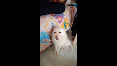 Pomeranian bludgeoned to death by thieves for thwarting theft in Satna home
