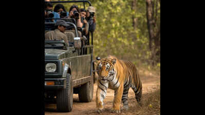 Driver banned ‘indefinitely’ for taking safari vehicle too close to tiger